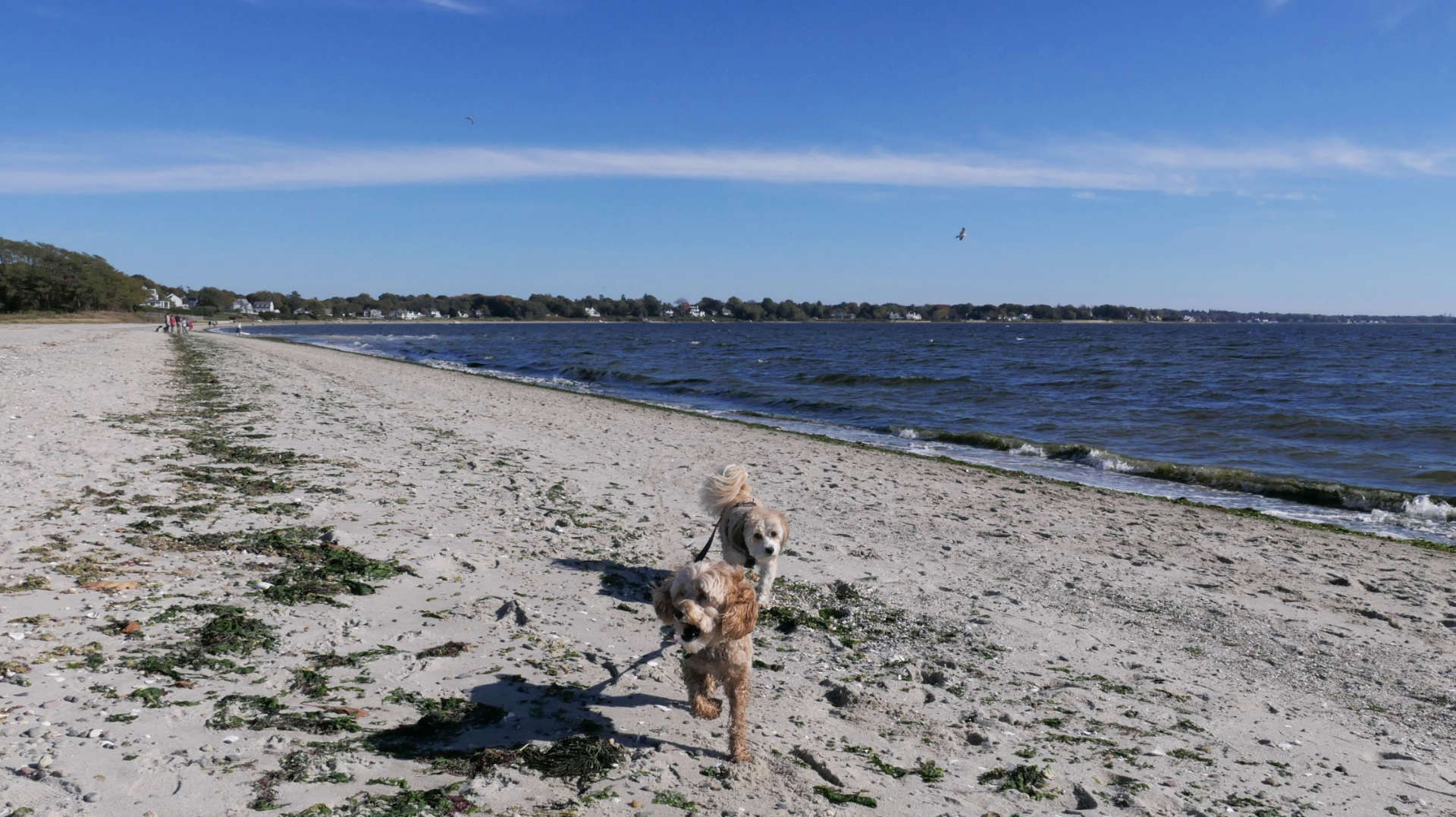 Barrington Town Beach