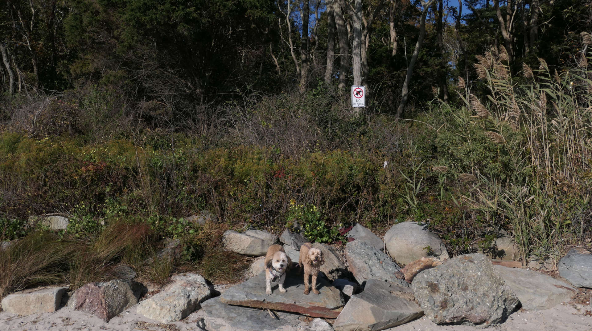 Barrington Town Beach