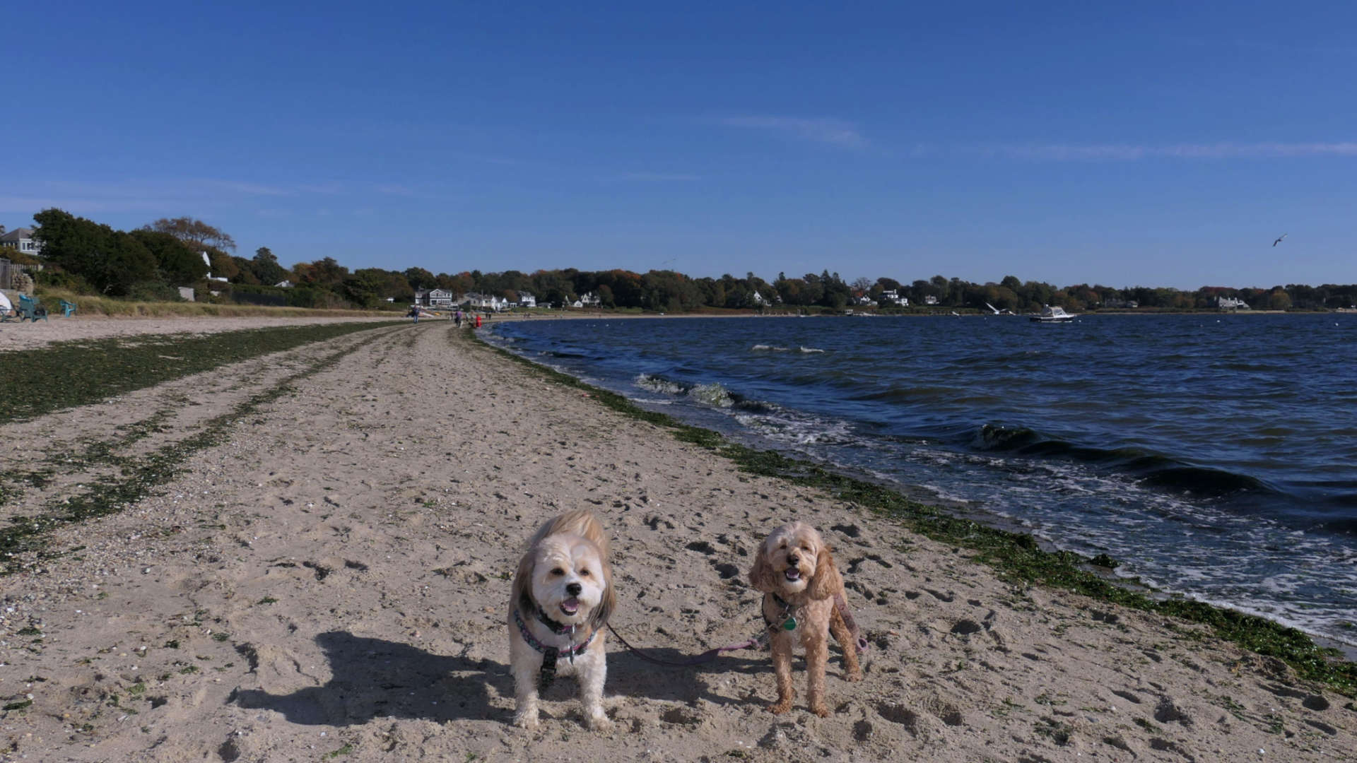 Barrington Town Beach