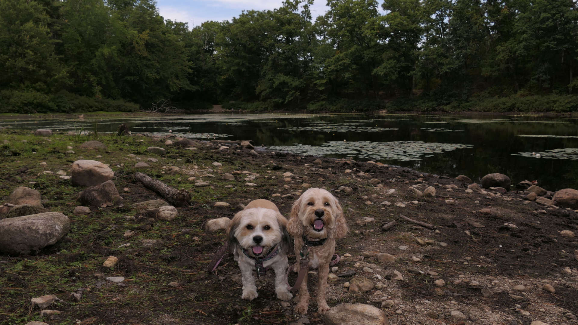 Burrillville Recreation Trail & Duck Pond