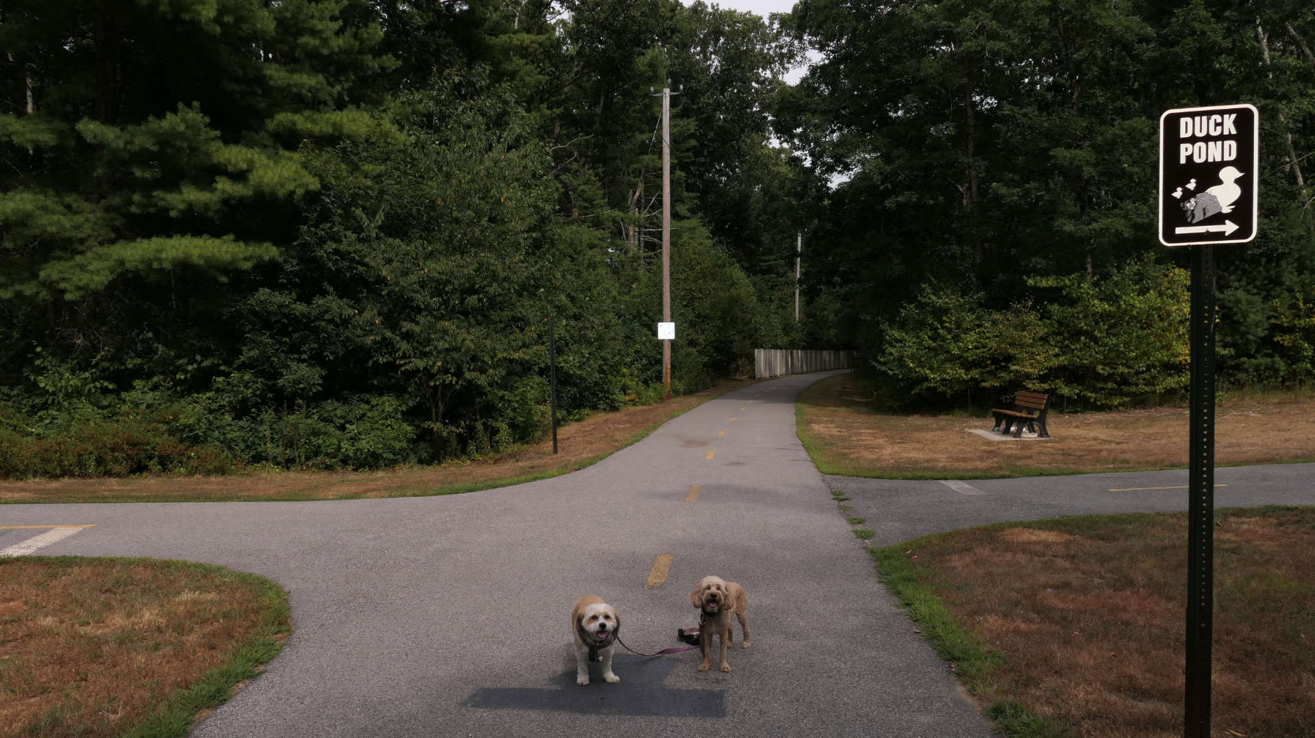 Burrillville Recreation Trail & Duck Pond