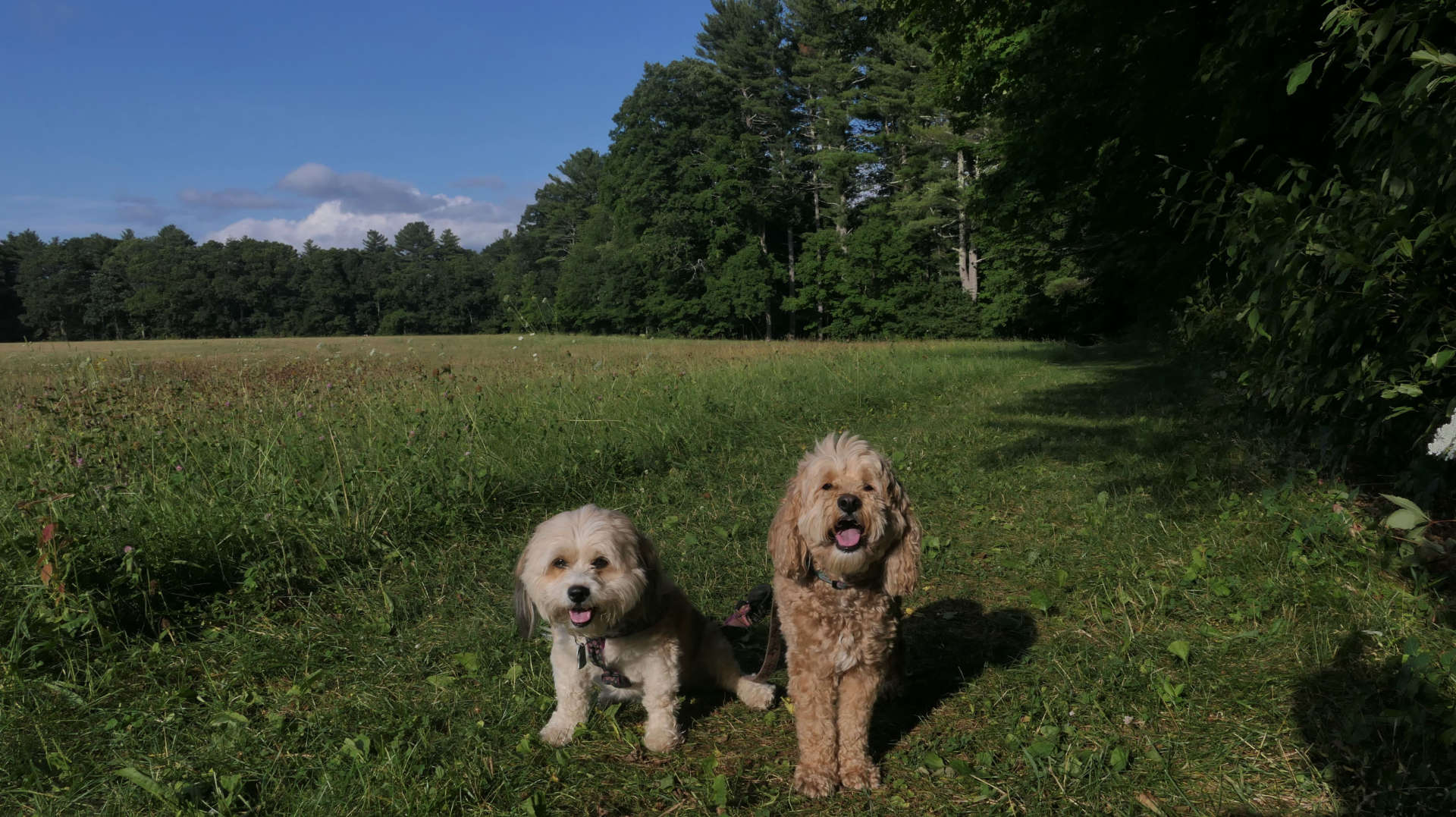 Nipmuc River Trail