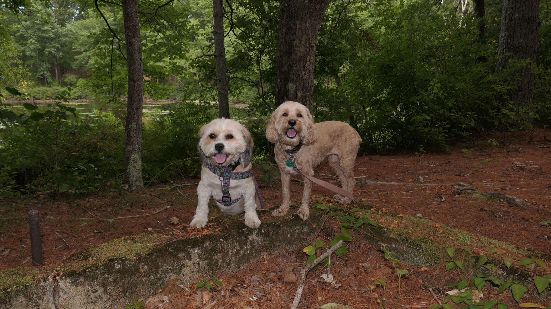 Burrillville Recreation Trail & Duck Pond