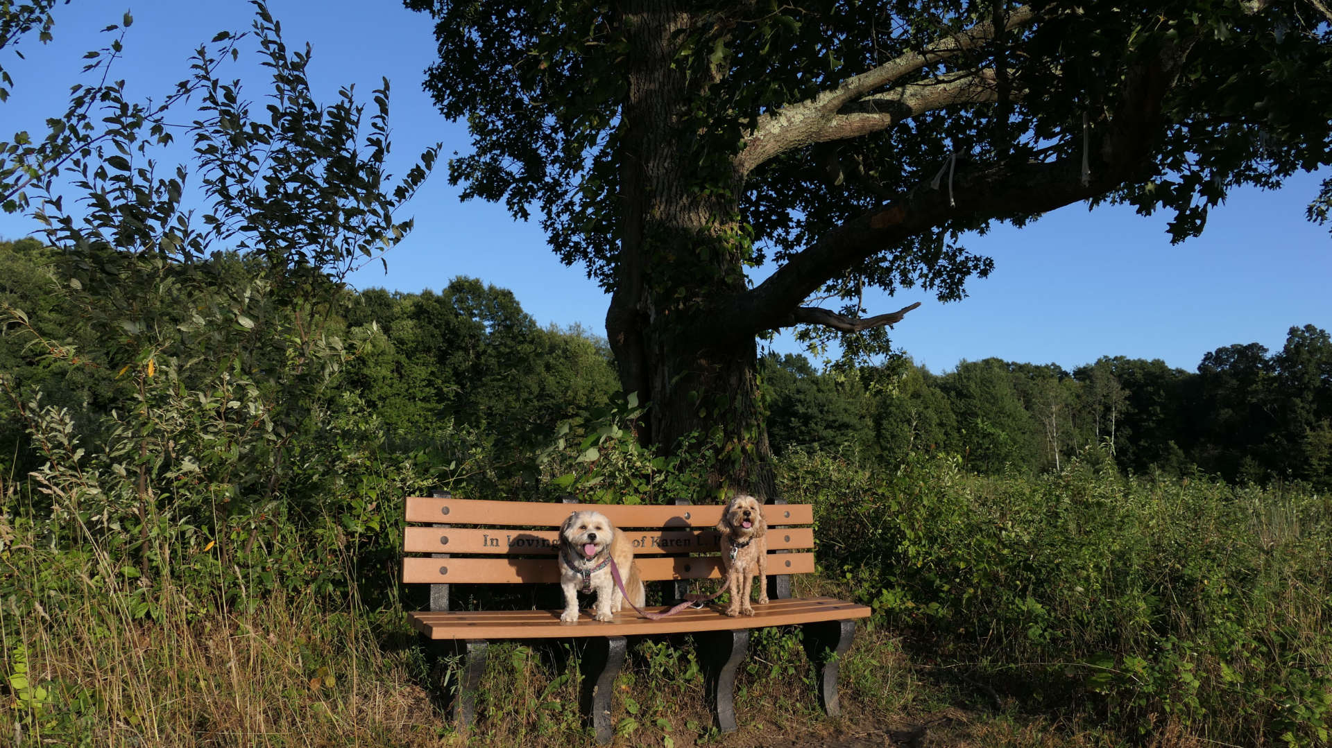 Steere Hill Conservation Area