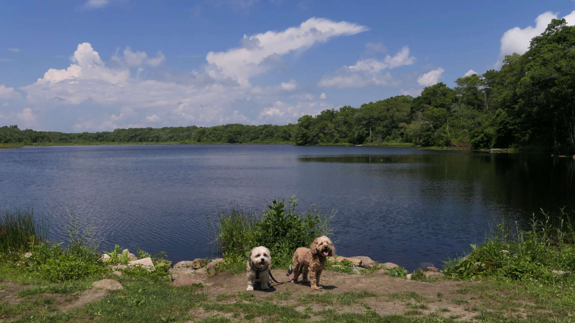 Simmons Mill Pond Management Area