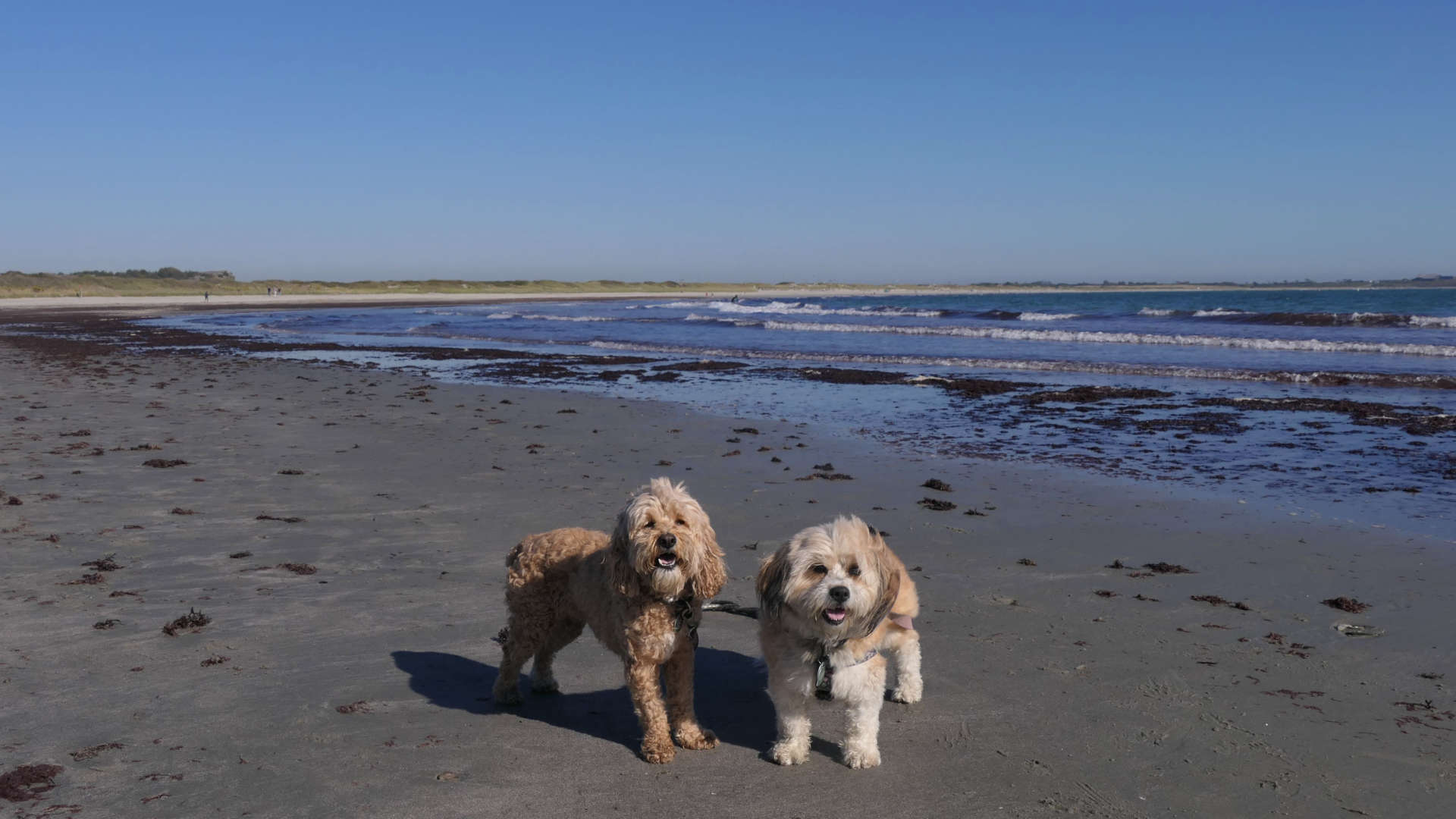 Sachuest Beach