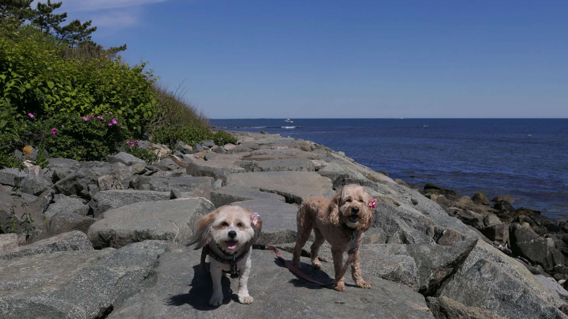 Cliff Walk